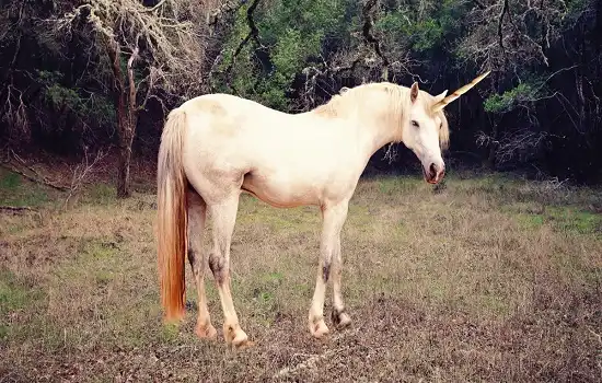 Unicorn